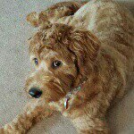 Profile Picture of Steve Bizi (@difudo2) on Instagram