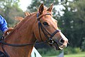Profile Picture of Bridleon Wikipedia