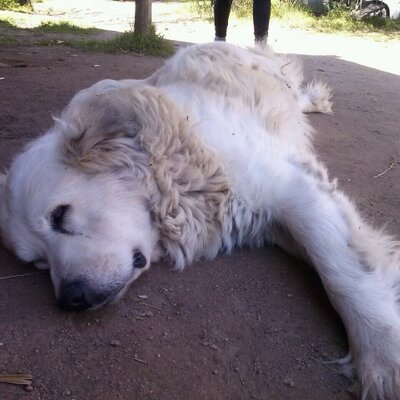 Profile Picture of Adrián Astorga (@adrindemian) on Twitter