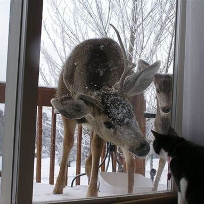 Profile Picture of Josh Livesay (@lickalotacat) on Twitter