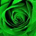 Profile Picture of Eunice Robinson (@eunice82793) on Pinterest