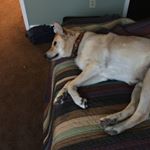 Profile Picture of Buddy (@buddycannon_thedog) on Instagram