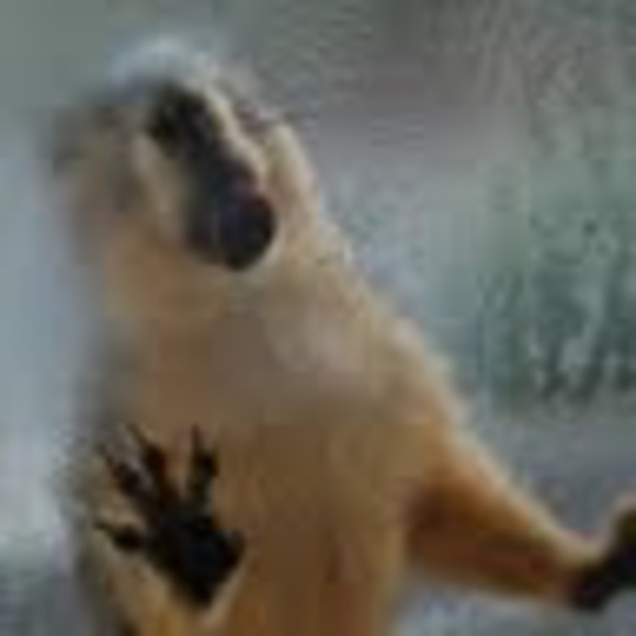 Profile Picture of Colleen Picciotti (@colleenparnell) on Poshmark