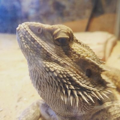 Profile Picture of Chad Swartz (@123vchadn321) on Twitter