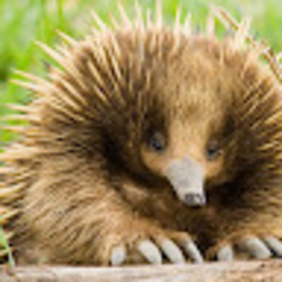 Profile Picture of Connor Brewer (@4213football) on Poshmark