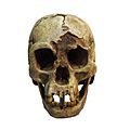 Profile Picture of Homo floresiensis - Wikipediaon Wikipedia