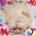 Profile Picture of Laurie Mcdougall (@laurie.mcdougall.1) on Facebook