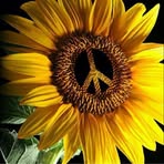 Profile Picture of Shannon Huff (@Shannon-Huff) on Facebook