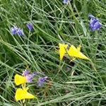 Profile Picture of Diane Lear (@leardiane) on Instagram