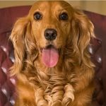 Profile Picture of April Westminster (@my_spaniel_love) on Instagram