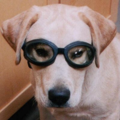 Profile Picture of FakeGregGutfeld (@FakeGregGutfeld) on Twitter
