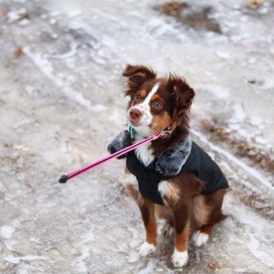 Profile Picture of D.GS Pet Products (@DGSPetProducts) on Twitter