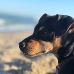 Profile Picture of Rex Flexen (@wildboi_trex) on Instagram