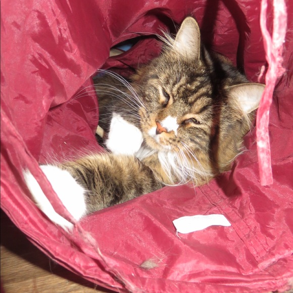 Profile Picture of Lori Mckeown (@lorisuem) on Poshmark