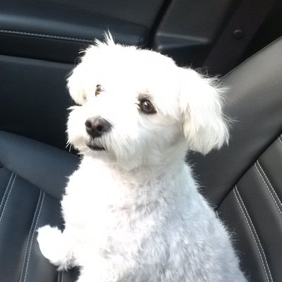 Profile Picture of Steve Banyai (@steveb1616) on Twitter