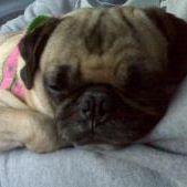 Profile Picture of Ivy Kusler (@ivymayk) on Pinterest