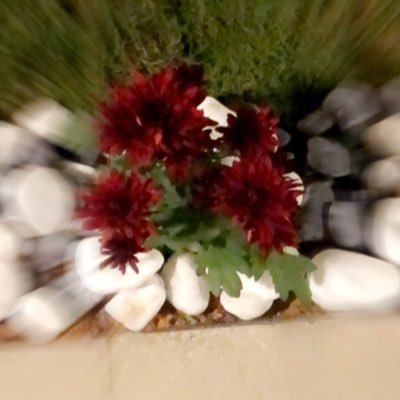 Profile Picture of Amani (@AmaniUmMohammed) on Twitter