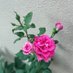 Profile Picture of Fauzia Hamid (@FauziaHamid3) on Twitter