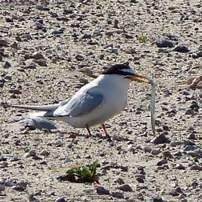 Profile Picture of Ted Phillips (@TedP649) on Twitter