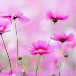 Profile Picture of Cassandra ochoa vazquez (@namechkes) on Instagram