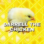 Profile Picture of Darrell the Chicken (@darrellthechicken) on Instagram