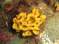 Profile Picture of Axinellaon Wikipedia
