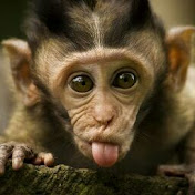 Profile Picture of Brian Newman (@brianewman) on Youtube