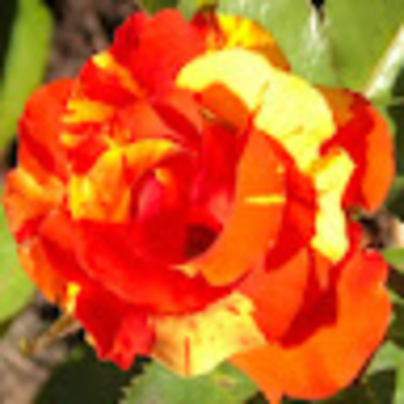 Profile Picture of Neisha Walker (@nwalk67) on Poshmark