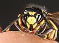 Profile Picture of Vespula austriacaon Wikipedia