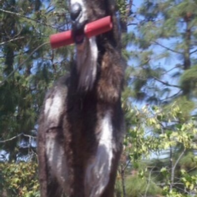 Profile Picture of Scott Orchard (@TheEvilstitch) on Twitter