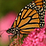 Profile Picture of Cobio (@cobio) on Flickr