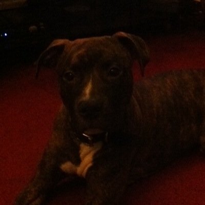 Profile Picture of Rex Andy Boswell (@RexThePitBull) on Twitter