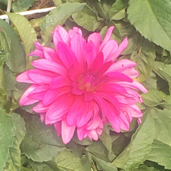 Profile Picture of Anna Kuklinski (@busybee220) on Poshmark