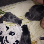 Profile Picture of The Feron Cats (@jade.frederick.raine) on Instagram