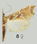 Profile Picture of Leucinodes laisalison Wikipedia