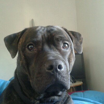 Profile Picture of Aaron Kingdom (@aaron_kingdom) on Twitter
