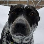 Chris Friskie - Instagram Profile Picture of Chris Friskie (@friskie80) on Instagram