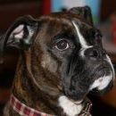 Profile Picture of Crystal Harden (@jimmynmattsmom) on Pinterest