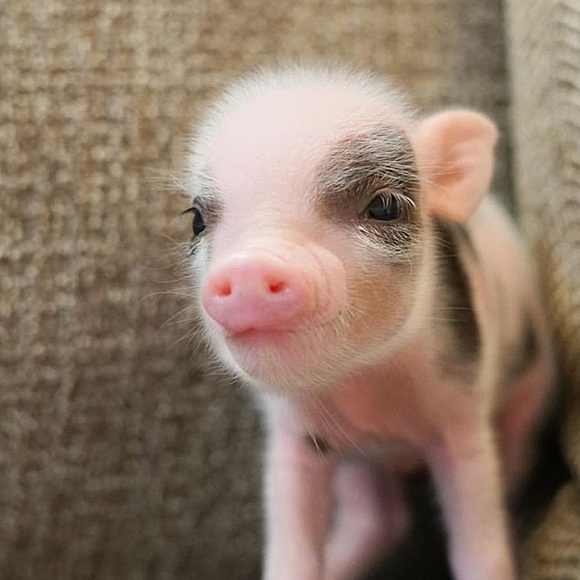 Meggie Tenser - Poshmark Profile Picture of Meggie Tenser (@mtenser1) on Poshmark