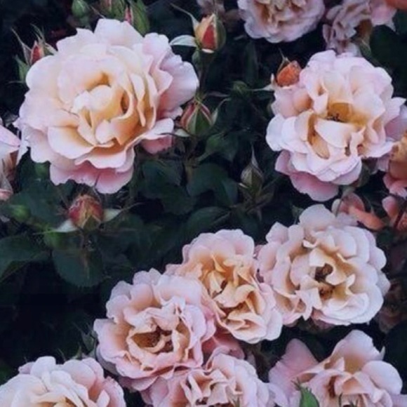 Profile Picture of Taylor Hoffmann (@tayngel) on Poshmark