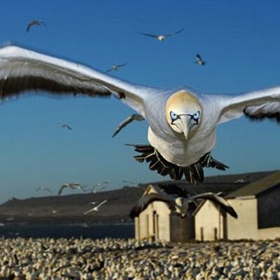 Profile Picture of Albert Silver (@albers1406) on Twitter