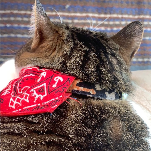 Profile Picture of Nicole Bennington (@n_glitterguitar) on Poshmark