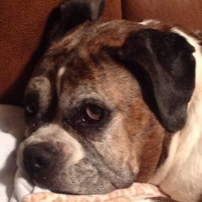 Jessie Brumley - Twitter Profile Picture of Jessie Brumley (@peanutbrumley) on Twitter