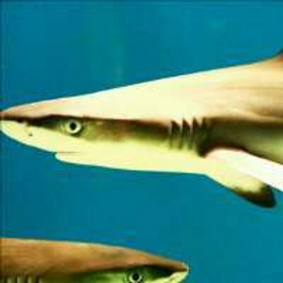 James Sherlock - Twitter Profile Picture of James Sherlock (@Calliace31) on Twitter