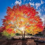 Profile Picture of Let's Plant Trees (@leo.adam.9849) on Facebook