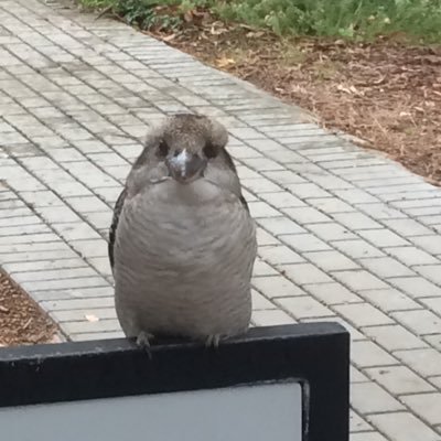 Profile Picture of Alexander Daniel (@alexbdaniel) on Twitter
