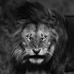 Profile Picture of Steve aleman (@alemanste792q) on Instagram