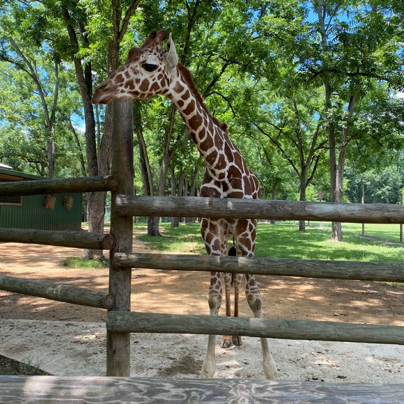 Profile Picture of Candis Foster (@candisfoster) on Poshmark