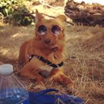 Profile Picture of Mégan Rousseau (@fbrmgn) on Instagram