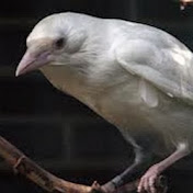 Profile Picture of Terry Alexander (@101thehunter) on Youtube